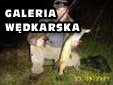 Prosz� o przesy�anie zdj�� na adres serwis@rybi-ogon.pl
